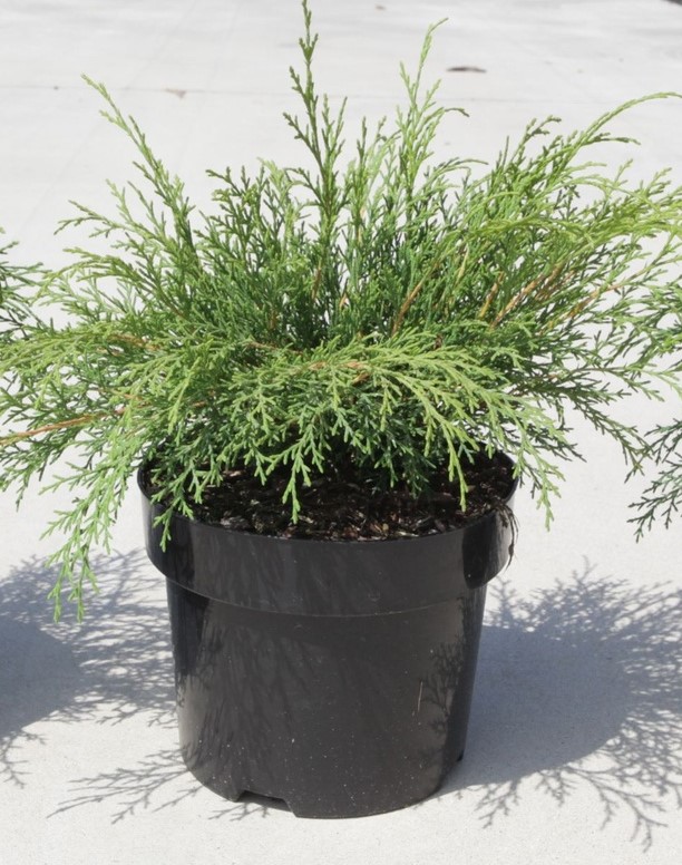 Микробиота перекрестнопарная